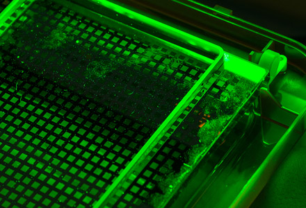 Under collimated green light